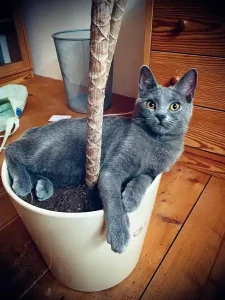 Pablo, ein blauer Chartreux-Kater, der in einem Blumentopf liegt und sich um einen Baumstamm zusammengerollt hat