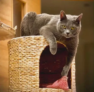 Pablo, ein blauer Chartreux-Kater, der sich auf einem Katzenbett aus Korbgeflecht ausruht