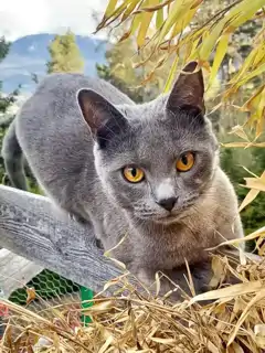 Pablo, ein blauer Chartreux-Kater, steht draußen auf einem Holzcontainer, umgeben von Laub